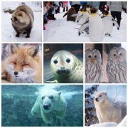 北海道冬季亲子游推荐：旭山动物园——看活泼可爱的企鹅在雪中散步